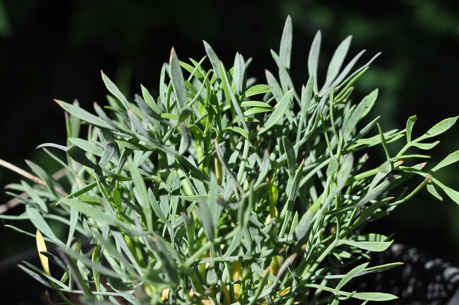 Rock Samphire Seeds (CRITHMUM MARITIMUM)– Heirloom, Non-GMO, High Germination Organic Garden Seeds