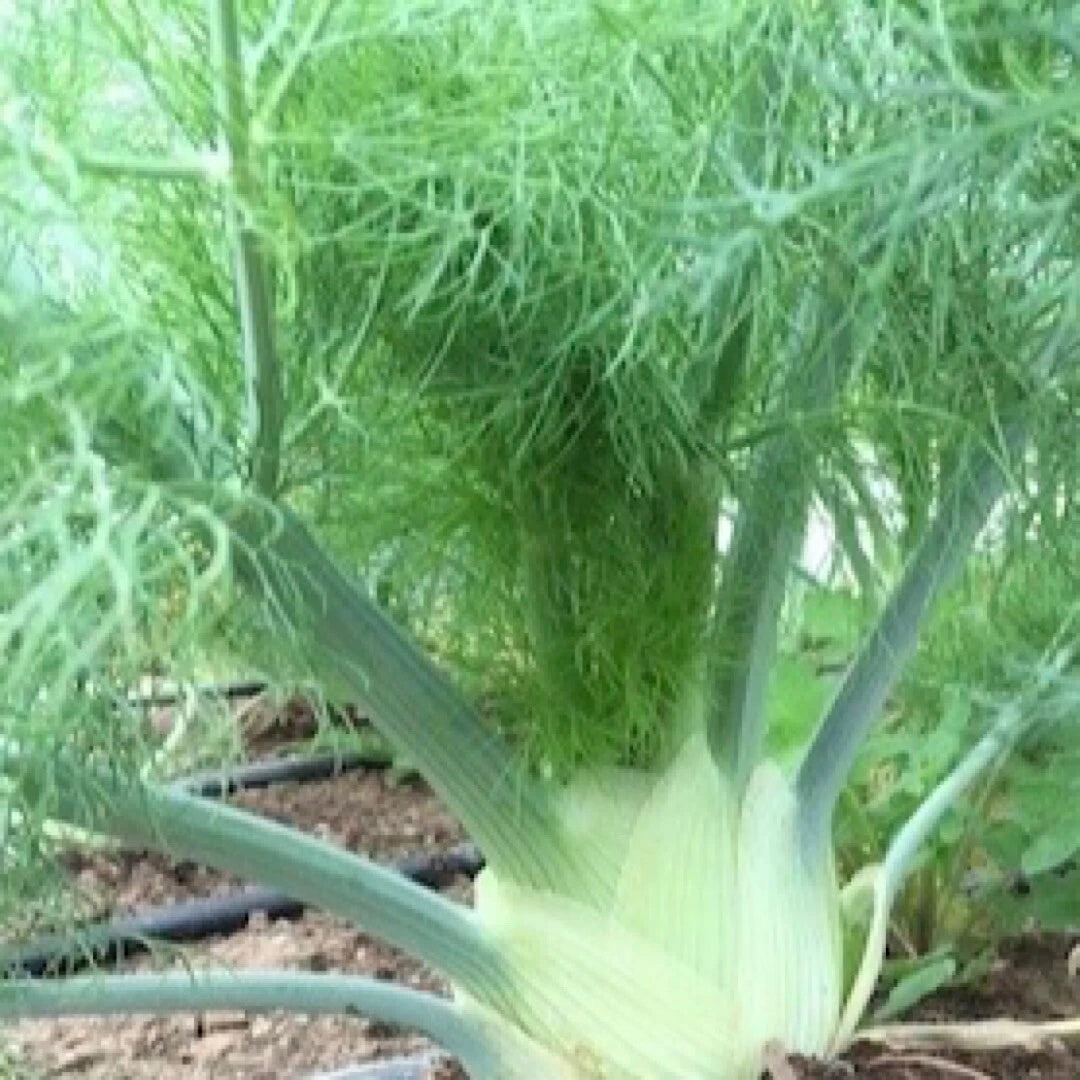 FLORENCE FENNEL SEEDS Foeniculum vulgare Herbs Garden Seeds heirloom non-GMO seeds