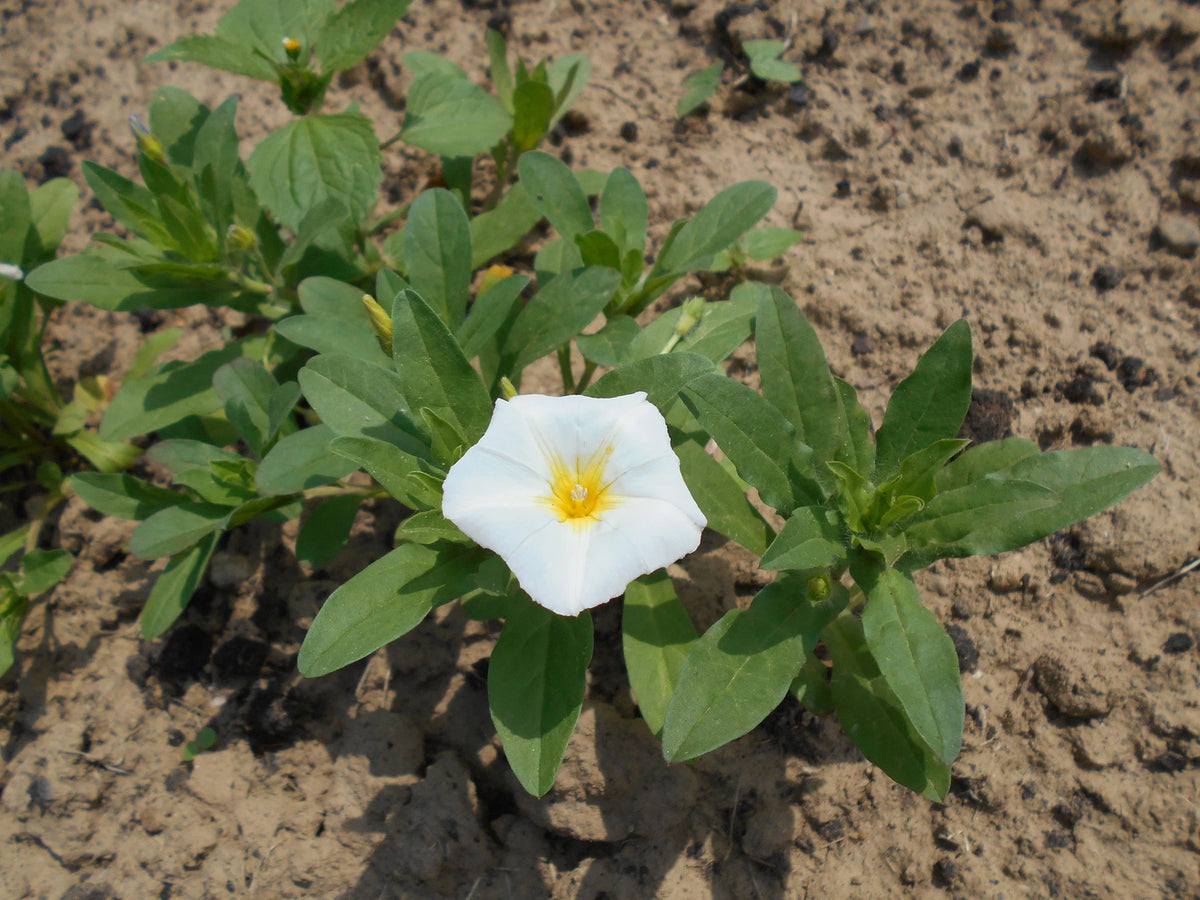 CONVOLVULUS TRICOLOR Seeds Dwarf Morning Glory Ensign White – Heirloom, Non-GMO, High Germination Organic Garden Seeds