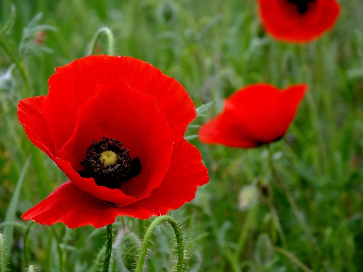 Wildflower Red Corn Flanders Poppy Seeds Papaver Rhoeas Bulk Seeds – Heirloom, Non-GMO, High Germination Organic Garden Seeds