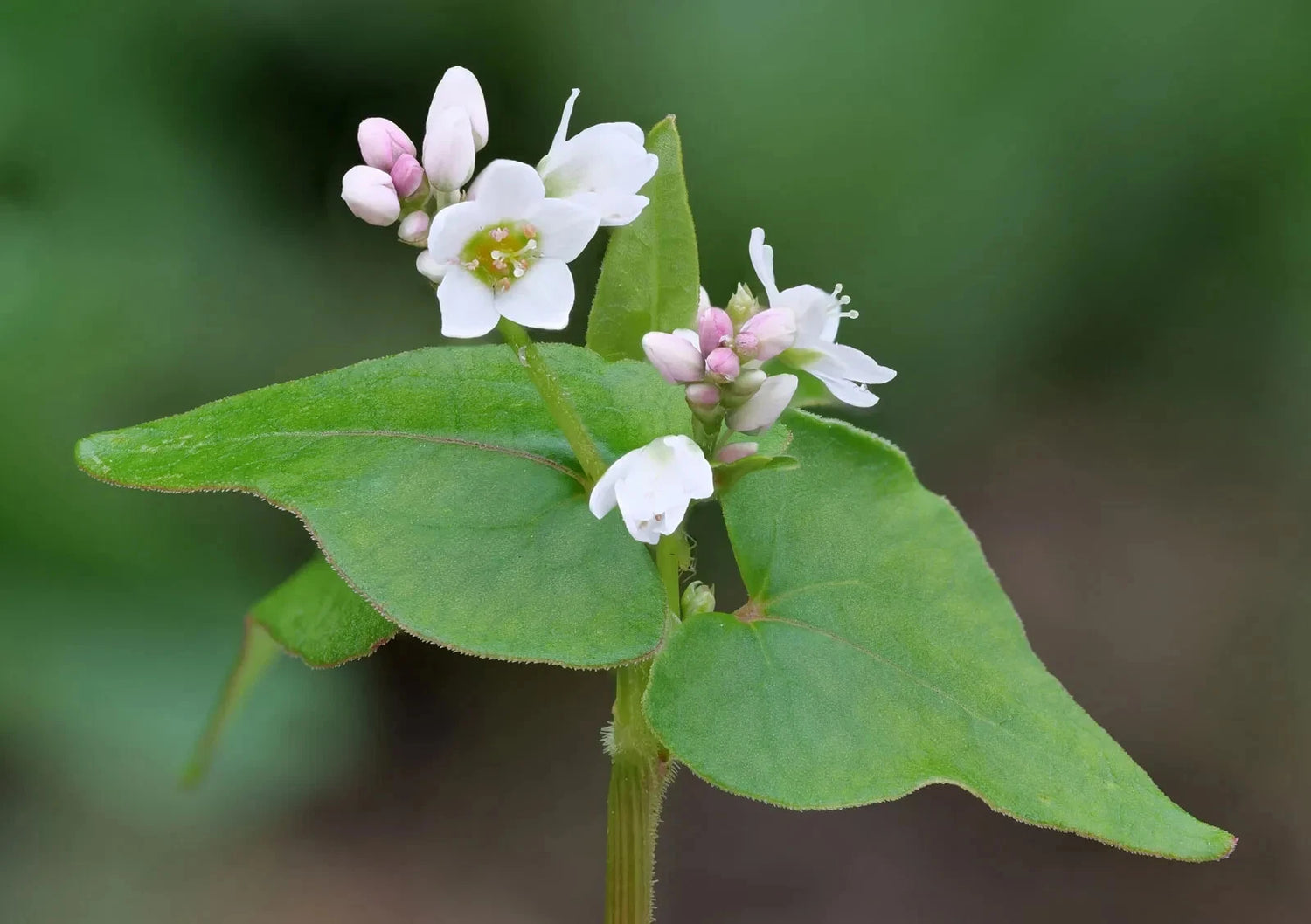Buckwheat Seeds ANCIENT GRAIN FLOWER EXTREMELY RARE – Heirloom, Non-GMO, High Germination Organic Garden Seeds