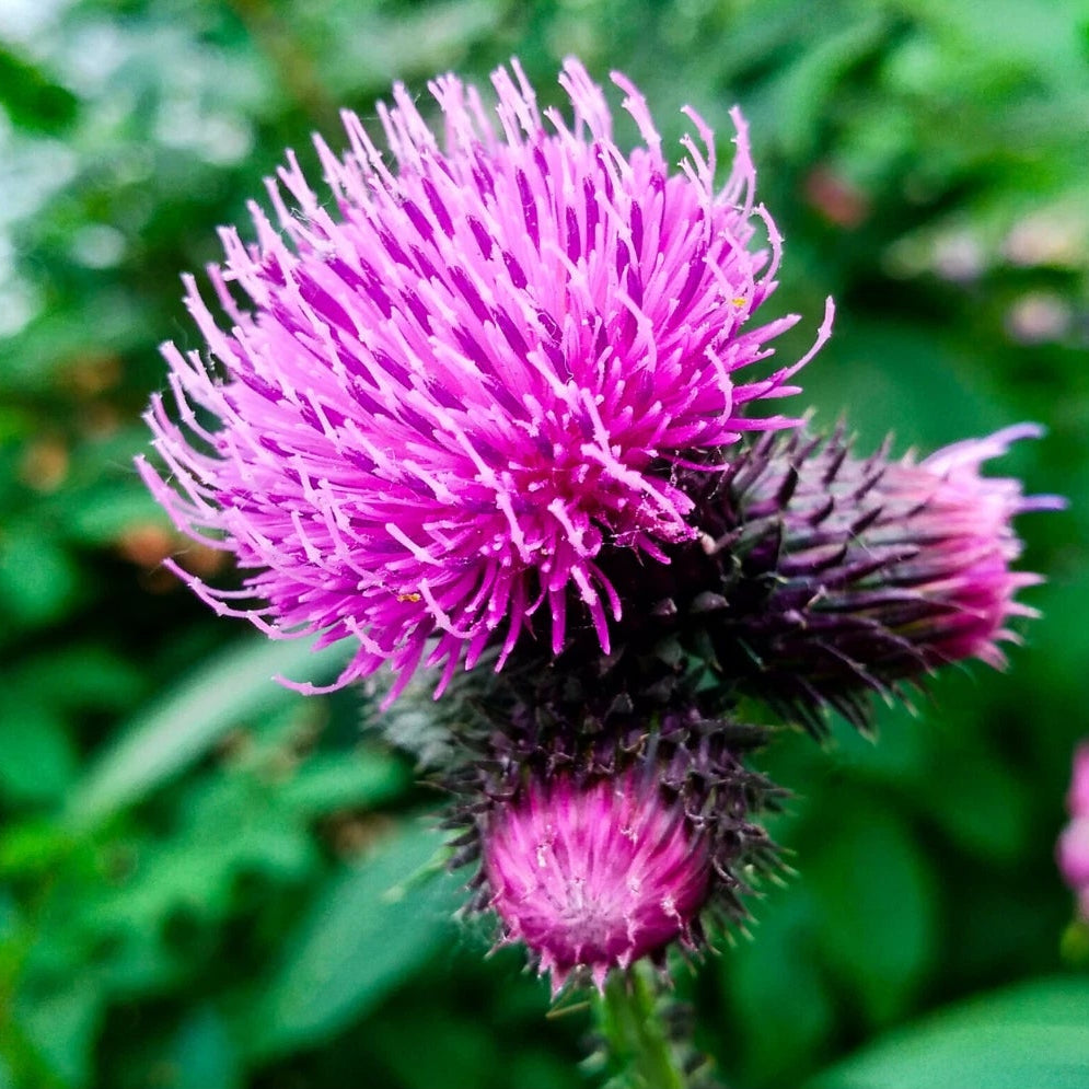 Burdock - Seeds Medicinal Herb Arctium lappa – Heirloom, Non-GMO, High Germination Organic Garden Seeds