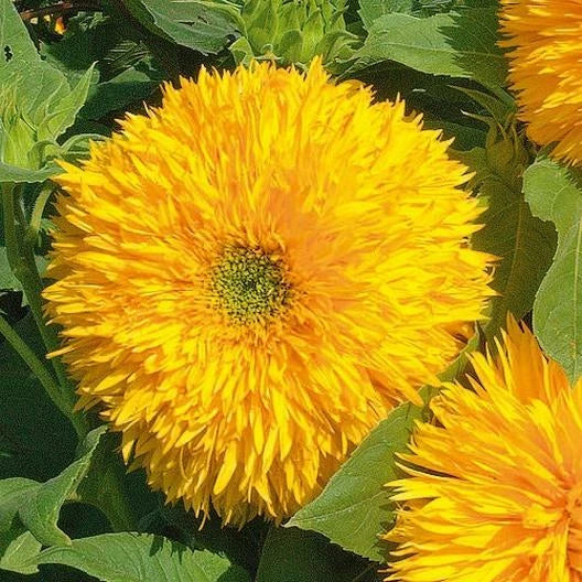 Sunflower TALL TEDDY BEAR Fluffy Blooms Cut Flower Containers Seeds Helianthus annuus heirloom non-GMO seeds