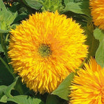 Sunflower TALL TEDDY BEAR Fluffy Blooms Cut Flower Containers Seeds Helianthus annuus heirloom non-GMO seeds