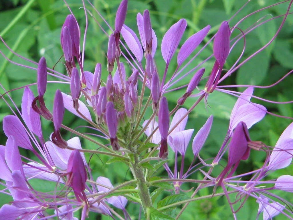 Cleome Purple Spider Plant Seeds Pollinators heirloom non-gmo seeds