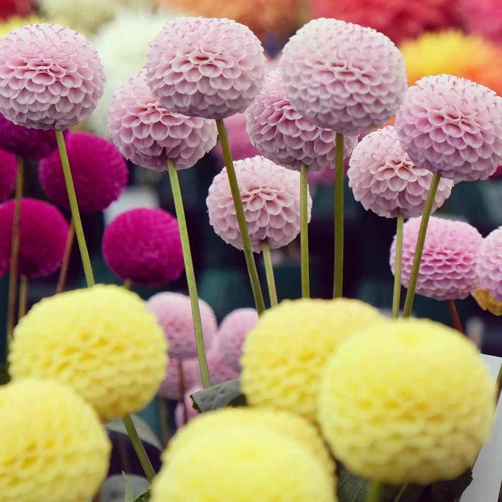 Dahlia variabilis Pompon Mixed Colors Seeds heirloom non-gmo seeds