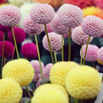 Dahlia variabilis Pompon Mixed Colors Seeds heirloom non-gmo seeds