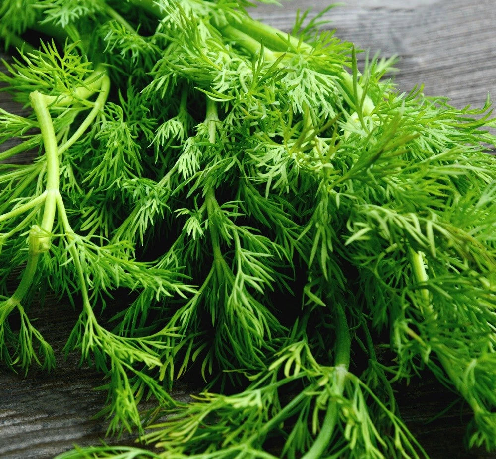 Mammoth Long Island Dill Seeds Garden Seeds – Heirloom, Non-GMO, High Germination Organic Garden Seeds