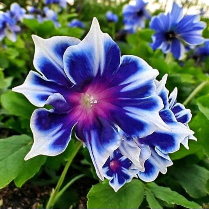Chilean Morning Glory Seeds - Mixed Color Blooms for Stunning Garden heirloom non-gmo seeds