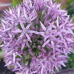 ALLIUM JESDIANUM Seeds Shipping Ornamental Onion Vegetable Seeds heirloom non-gmo seeds