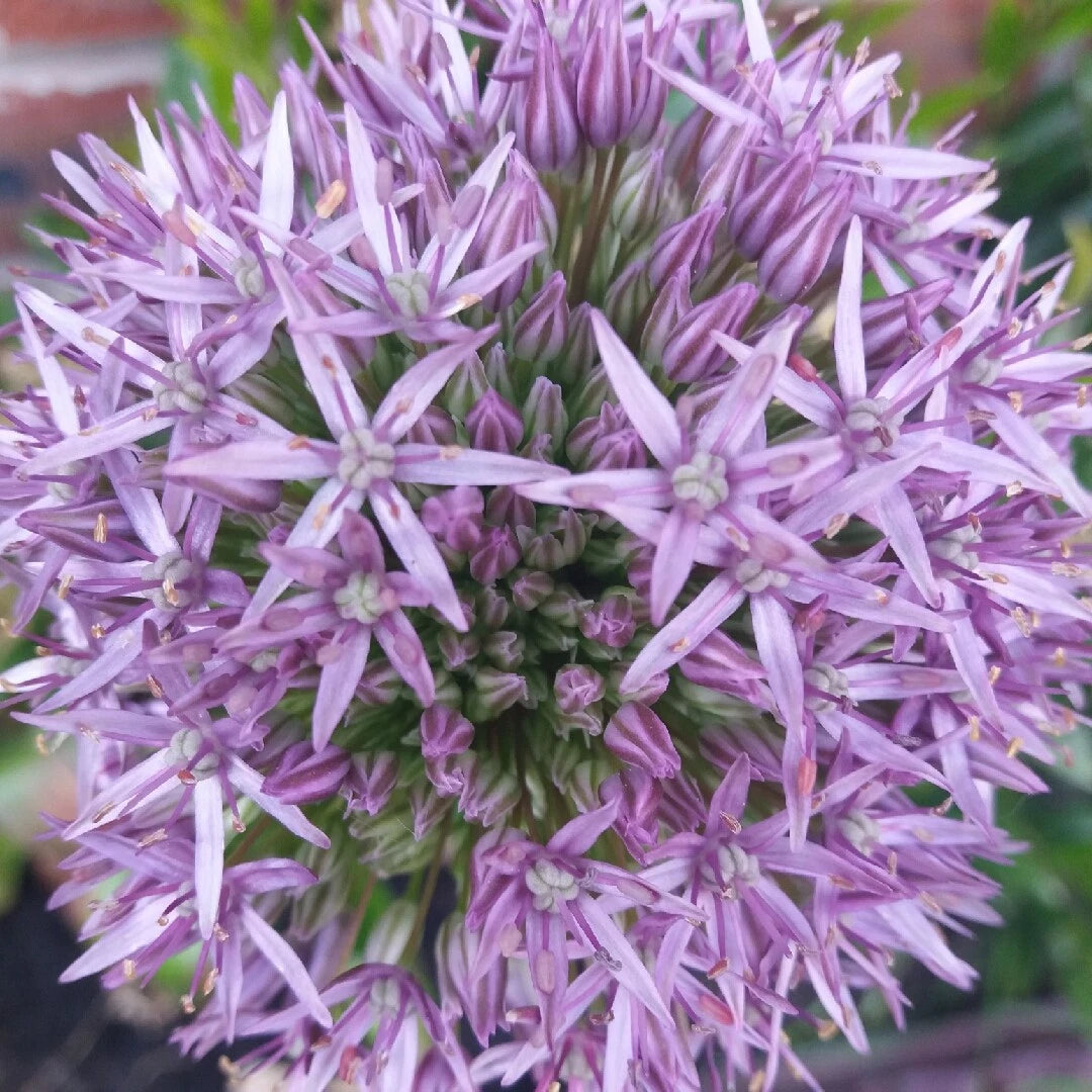 ALLIUM JESDIANUM Seeds Shipping Ornamental Onion Vegetable Seeds heirloom non-gmo seeds