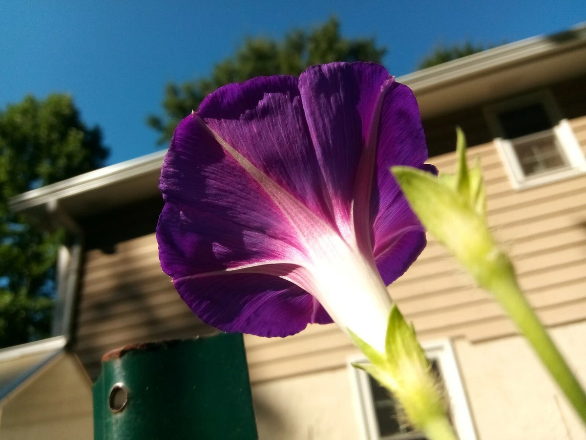 Deep Purple Morning Glory Flower seeds Annual vine US grown seeds – Heirloom, Non-GMO, High Germination Organic Garden Seeds
