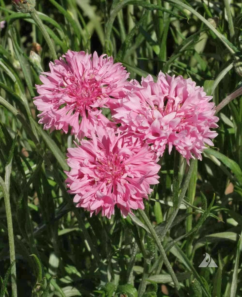 Cornflower Bachelor Button TALL PINK Flower Bees Love Seeds – Heirloom, Non-GMO, High Germination Organic Garden Seeds