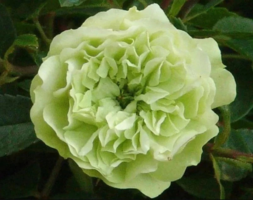 Green ice Flower Rose Seeds - Seeds - Rose Flower Gardening heirloom non-GMO seeds