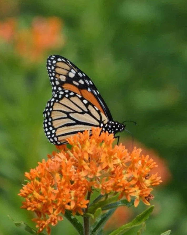 Asclepias tuberosa - FL Native Milkweed Monarch Host Plant Perennial Seeds – Heirloom, Non-GMO, High Germination Organic Garden Seeds