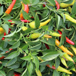 Mixed Color Hot Chili Plant Seeds and SHIPPING heirloom non-gmo seeds