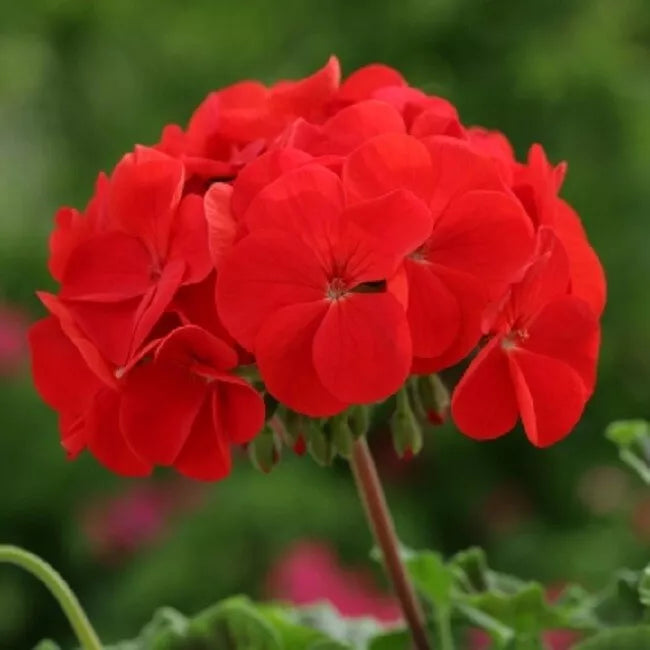 Scarlet Geranium Seeds