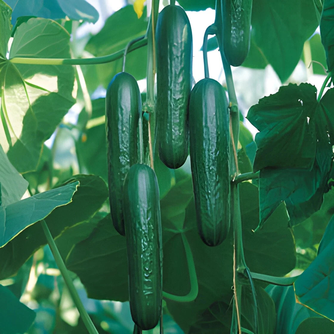 Muncher Burpless Cucumber Seeds - Crunchy Sweet Not Bitter – Heirloom, Non-GMO, High Germination Organic Garden Seeds