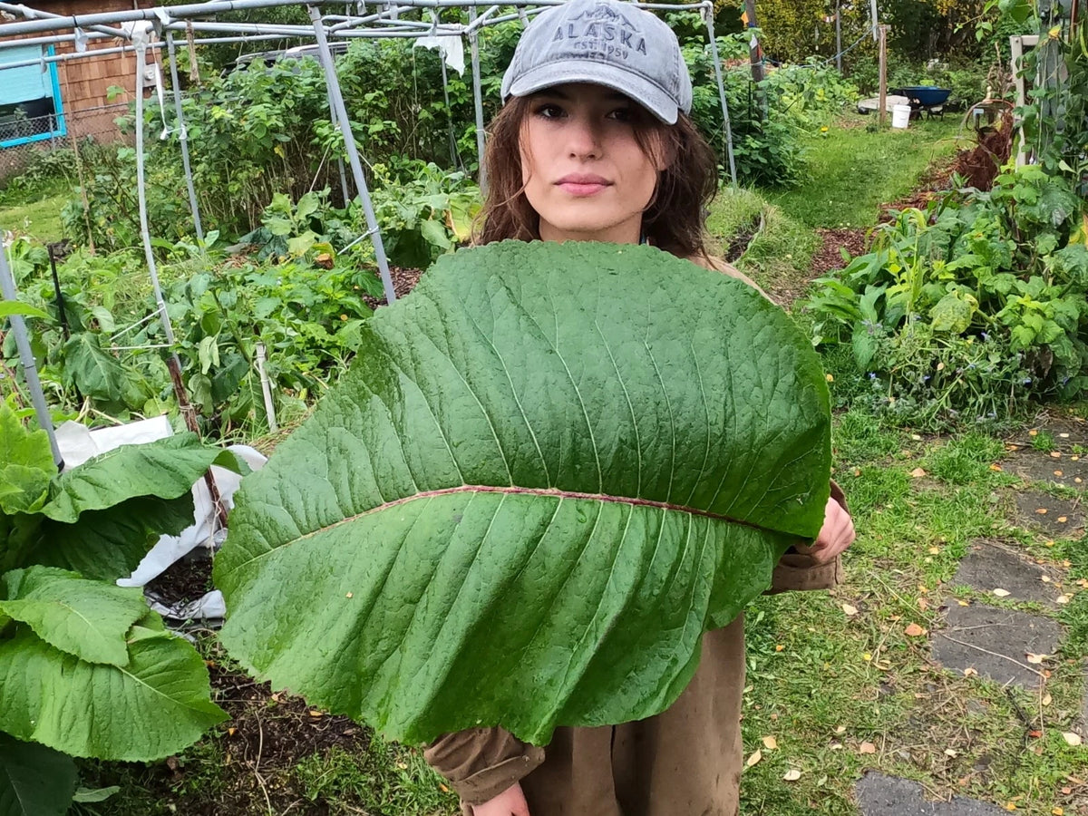Inula magnifica Elecampane Magnificent Giant Fleabane Alaska Grown ...