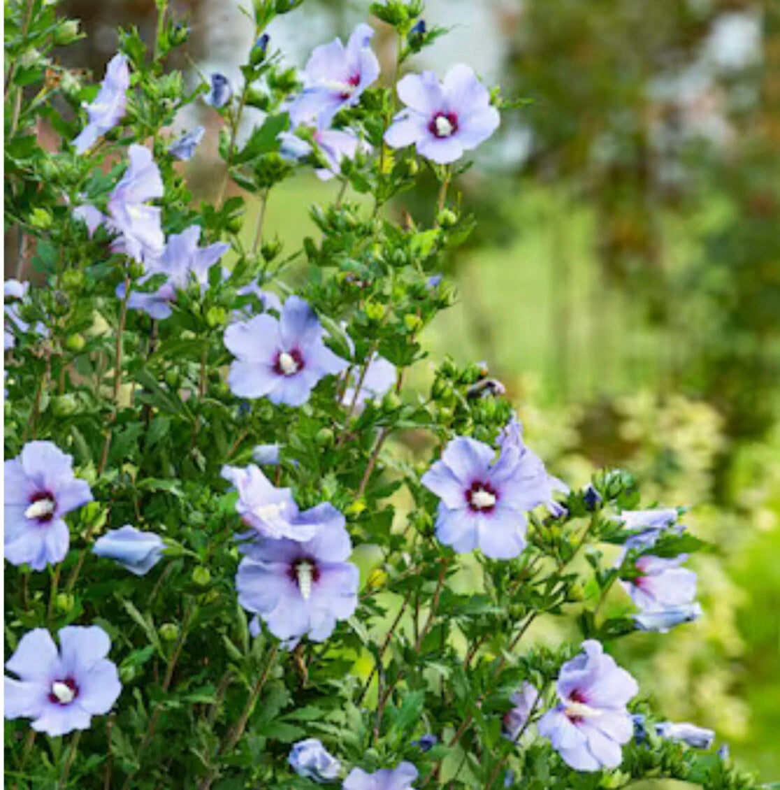 Hibiscus Rose of Sharon Seeds Blue Bird Hardy Perennial Shrub Purple Flowers – Heirloom, Non-GMO, High Germination Organic Garden Seeds