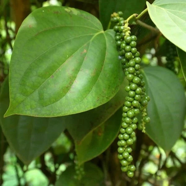 Black Peppercorn Piper nigrum Vine Seeds FLORIDA GROWN – Heirloom, Non-GMO, High Germination Organic Garden Seeds