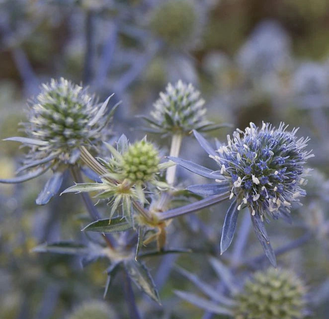 BLUE SEA HOLLY Seeds Eryngium planum Perennial Flower Garden Plant Seeds heirloom non-gmo seeds
