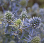 BLUE SEA HOLLY Seeds Eryngium planum Perennial Flower Garden Plant Seeds heirloom non-gmo seeds