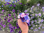 Bachelor Button Dwarf Polka Dot Mix Seeds Dwarf Centaurea SHIPPING heirloom non-GMO seeds