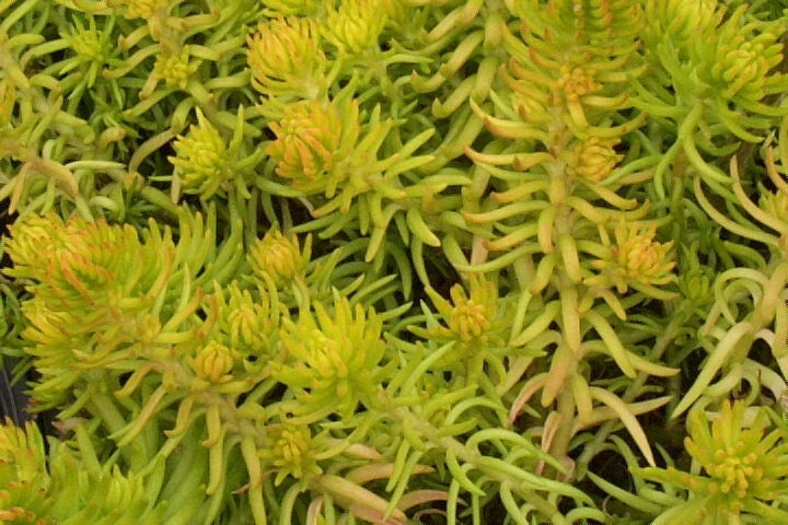 SEDUM ANGELINA SEEDS HARDY SEDUM YELLOW FLOWERS IN SUMMER EZ TO GROW heirloom non-gmo seeds