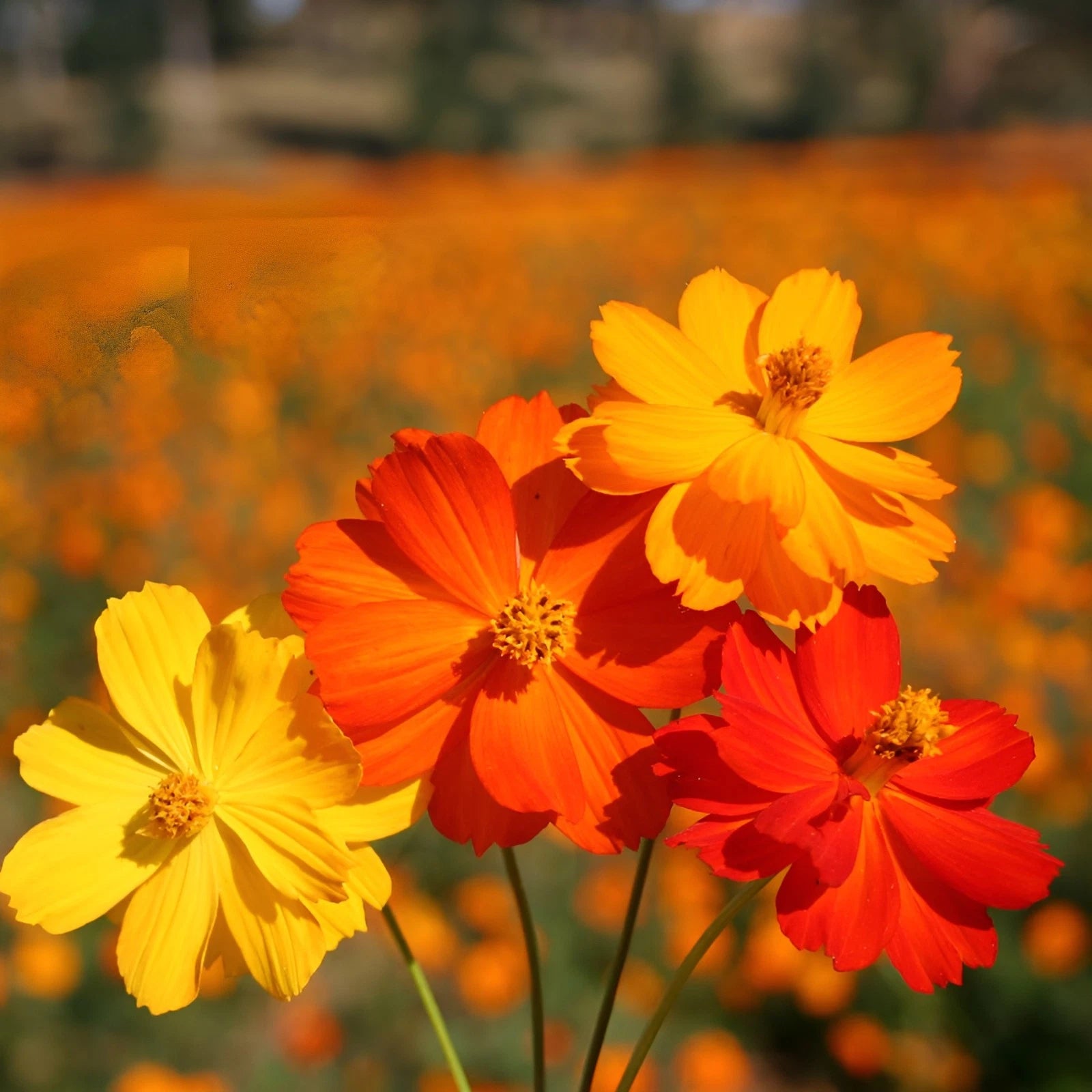 Bright Lights Cosmos Seeds Wildflower Blooming Mix Various Wildflower Species heirloom non-GMO seeds