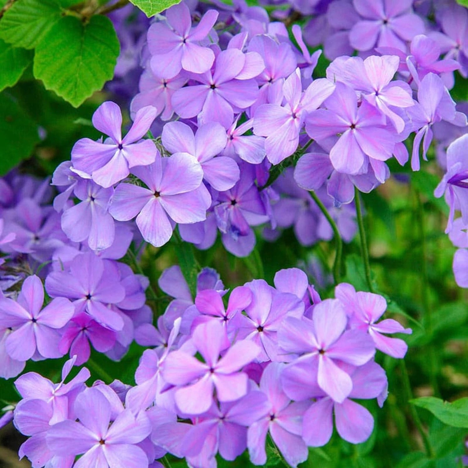 Blue Moon Phlox Seeds Flower Perennial Seed Bee Flowers US SELLER Phlox sp. heirloom non-gmo seeds