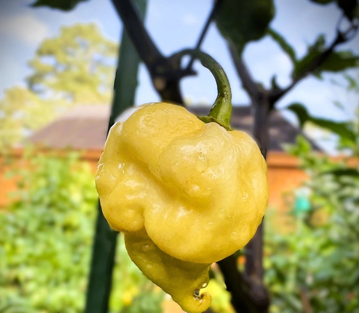 Da Hulk White Pepper Seeds – Heirloom, Non-GMO, High Germination Organic Garden Seeds