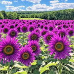 Purple Sunflower Seeds - Field Violet Glow Helianthus annuus heirloom non-gmo seeds