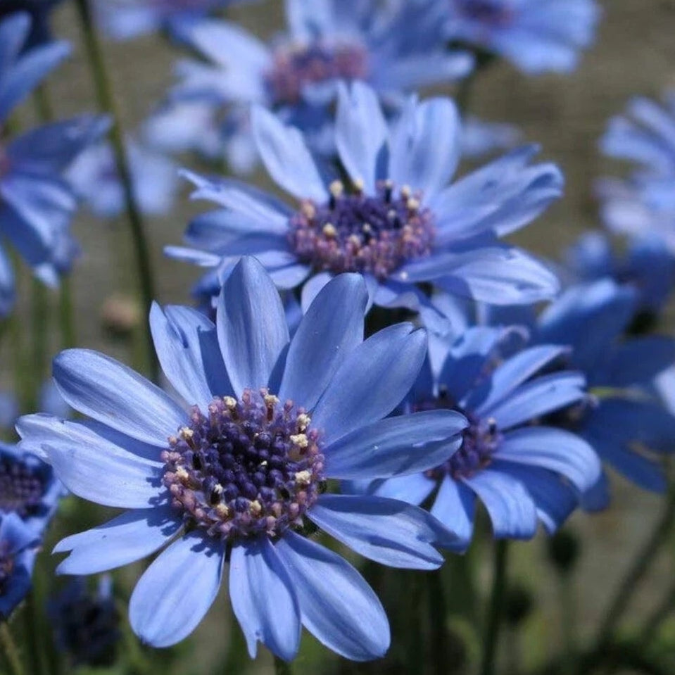 Daisy The Blues Blue - Seeds - Absolutely Stunning Blue Flowers Felicia het – Heirloom, Non-GMO, High Germination Organic Garden Seeds
