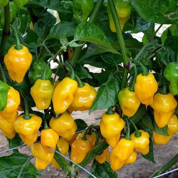 Trinidad Perfume Pepper Seeds FLORIDA GROWN SPICY RARE heirloom non-gmo seeds