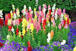 SNAPDRAGON TETRA MIX Flower Seeds Spring Fall Garden Patio Container Easy heirloom non-gmo seeds