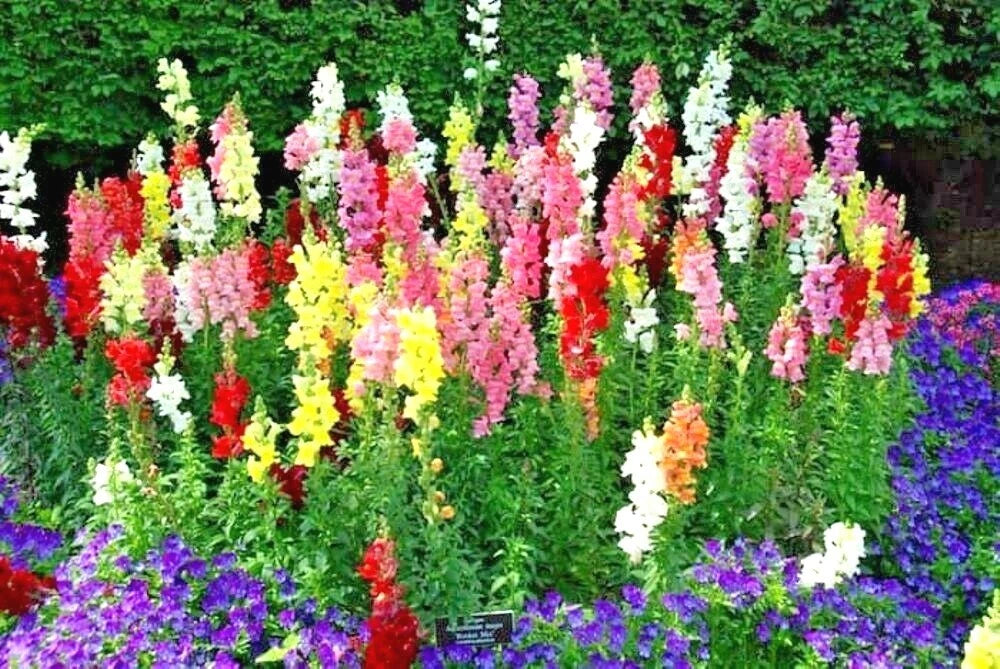 SNAPDRAGON TETRA MIX Flower Seeds Spring Fall Garden Patio Container Easy heirloom non-gmo seeds