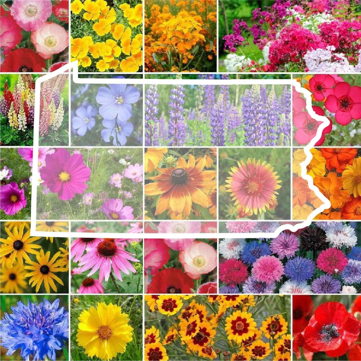 Wildflower PENNSYLVANIA State Flower Mix Perennials Annuals Seeds ...