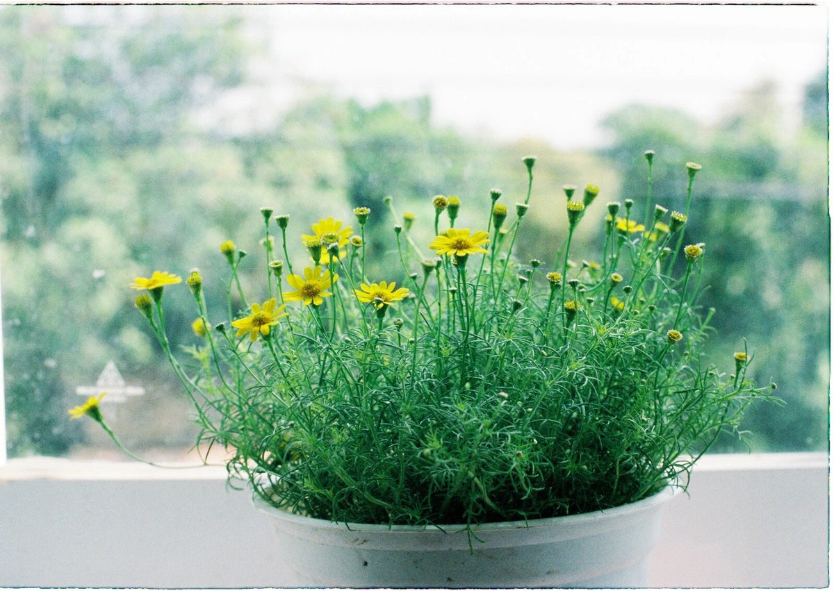 Dahlberg Daisy- Thymophylla - Golden Dyssodia - seeds – Heirloom, Non-GMO, High Germination Organic Garden Seeds
