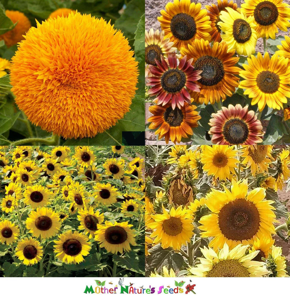 Sunflower DWARFIE DWARF MIX Butterflies Bees Birds Goldfinches Seeds Helianthus annuus heirloom non-gmo seeds