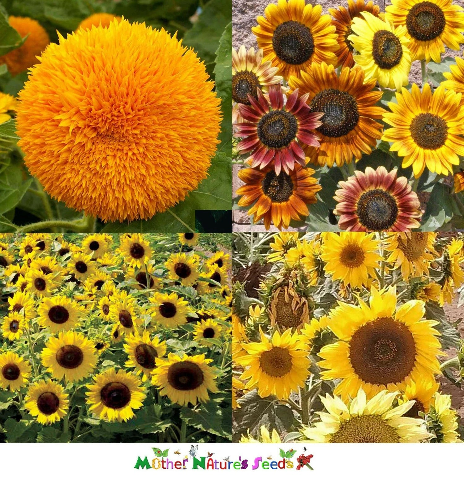 Sunflower DWARFIE DWARF MIX Butterflies Bees Birds Goldfinches Seeds Helianthus annuus heirloom non-gmo seeds