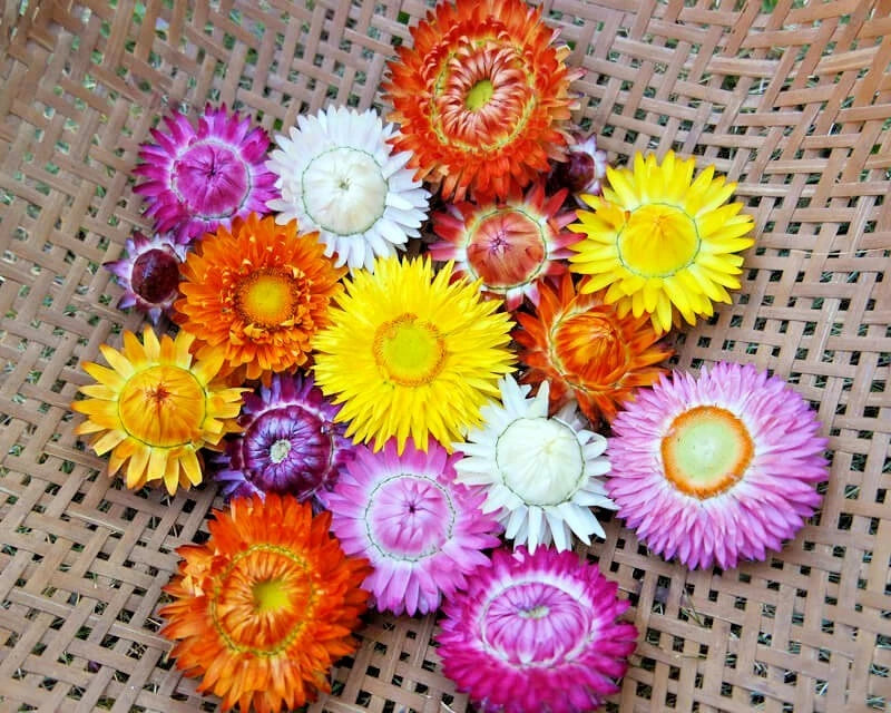 DWARF STRAWFLOWER MIX Flower Seeds Wildflower Dried Flowers Garden Container Various Wildflower Species heirloom non-gmo seeds