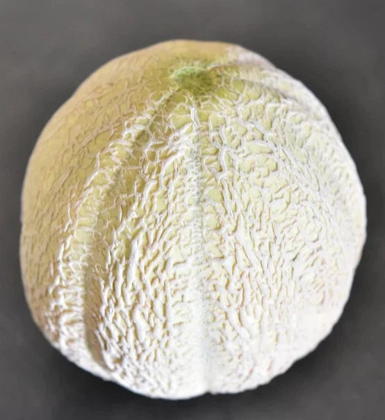 Schoons Hardshell Melon Seeds Rare Old Timey Cantaloupe - - Pounds – Heirloom, Non-GMO, High Germination Organic Garden Seeds