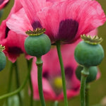 Mammoth Poppy Seeds for Planting Huge Papaever Somniferum Garden Poppies Papaver sp. heirloom non-gmo seeds