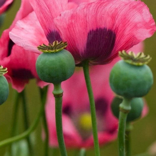 Mammoth Poppy Seeds for Planting Huge Papaever Somniferum Garden Poppies Papaver sp. heirloom non-gmo seeds