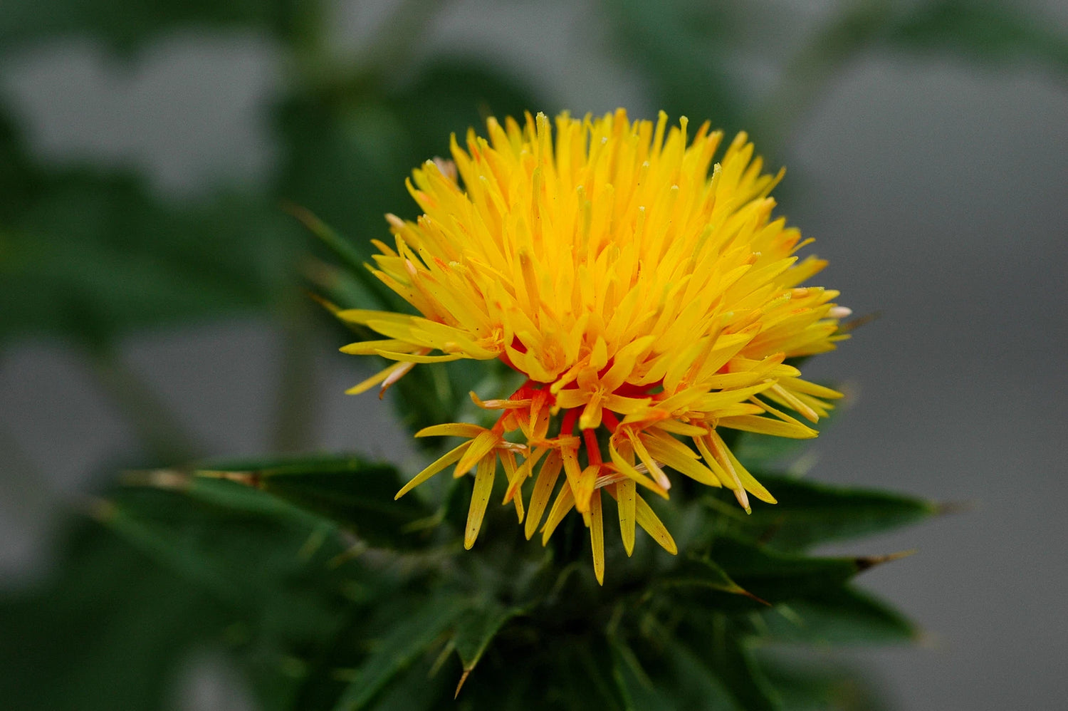 CARTHAMUS TINCTORIUS Seeds Safflower shipping Annual – Heirloom, Non-GMO, High Germination Organic Garden Seeds