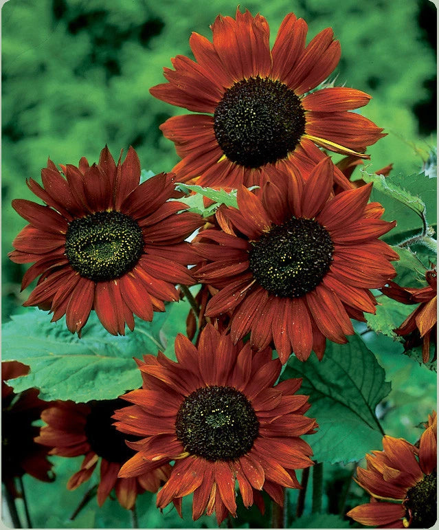 Velvet Queen Sunflower Seeds Red Orange with Black Center SHIPPING Helianthus annuus heirloom non-GMO seeds