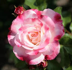 Rosenstadt Freising Rose Seeds - Seeds - Rose Flower Gardening heirloom non-GMO seeds