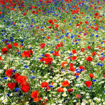 FIELD OF DREAMS Red White & Blue Flowers Poppy Chamomile Bachelor Seeds Papaver sp. heirloom non-GMO seeds