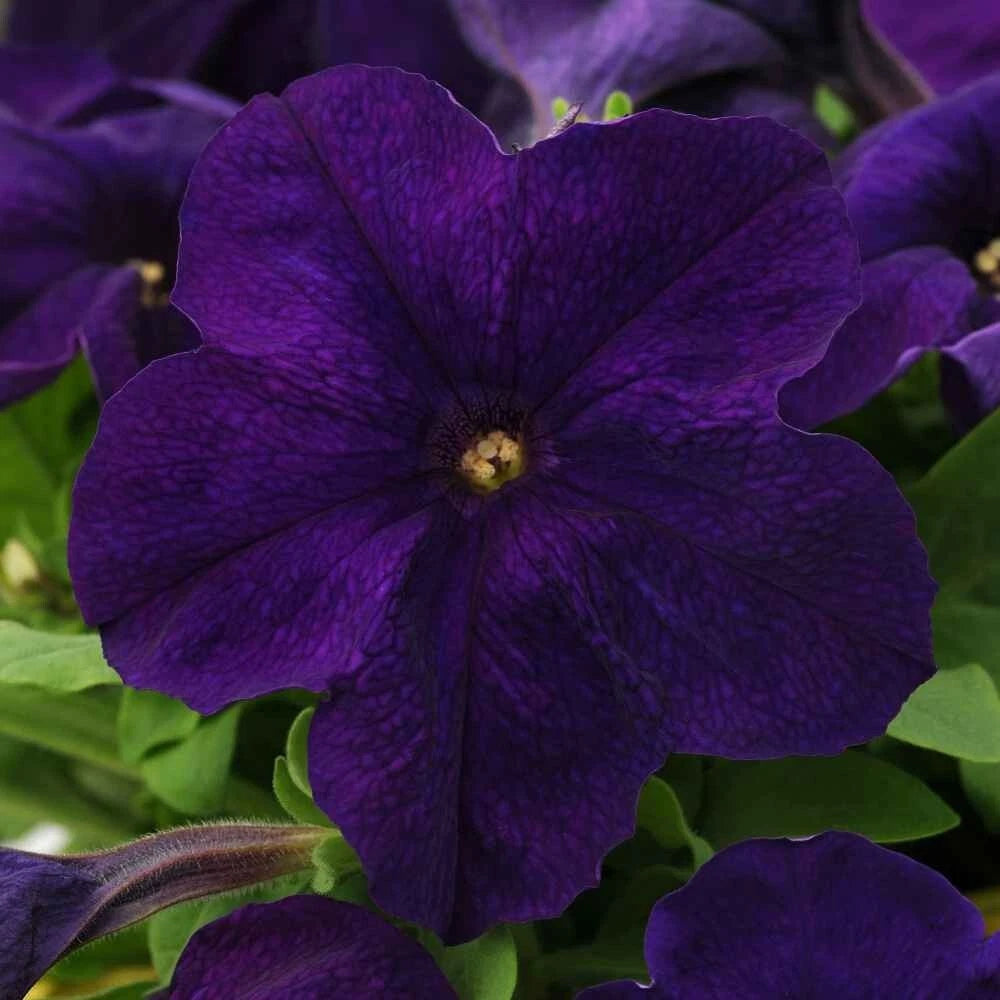 PURPLE PETUNIA ALDERMAN SEEDS COUNT HANGING BASKET OR FLOWERBED heirloom non-gmo seeds